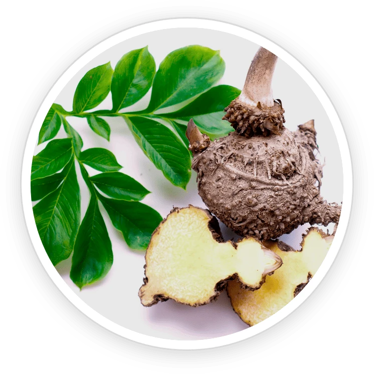 Konjac Glucomannan:  DigestSync Ingredient